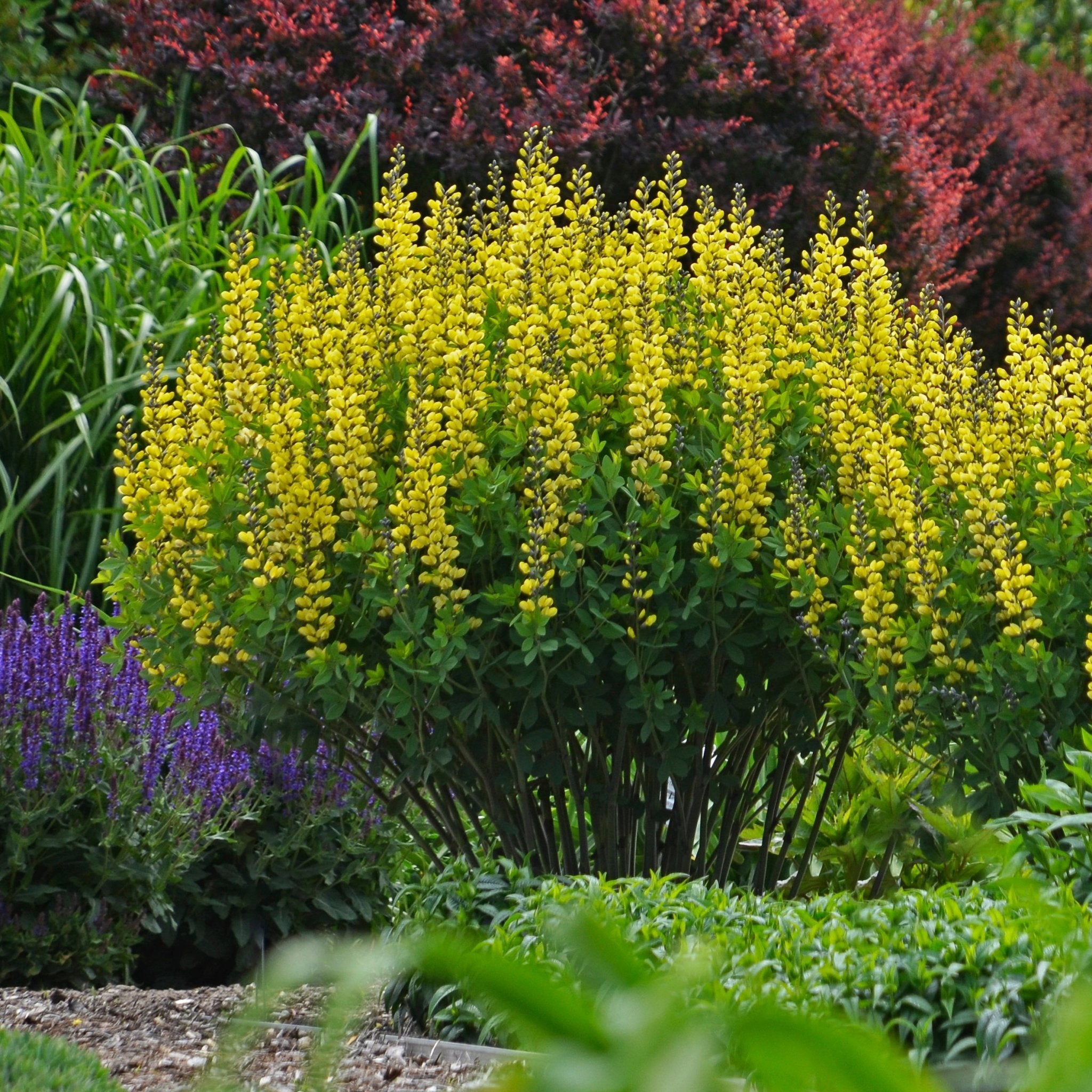 Decadence 'Lemon Meringue' False Indigo (Baptisia) - Thumbnail 5