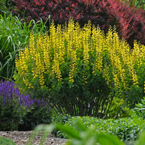 Decadence® Lemon Meringue False Indigo