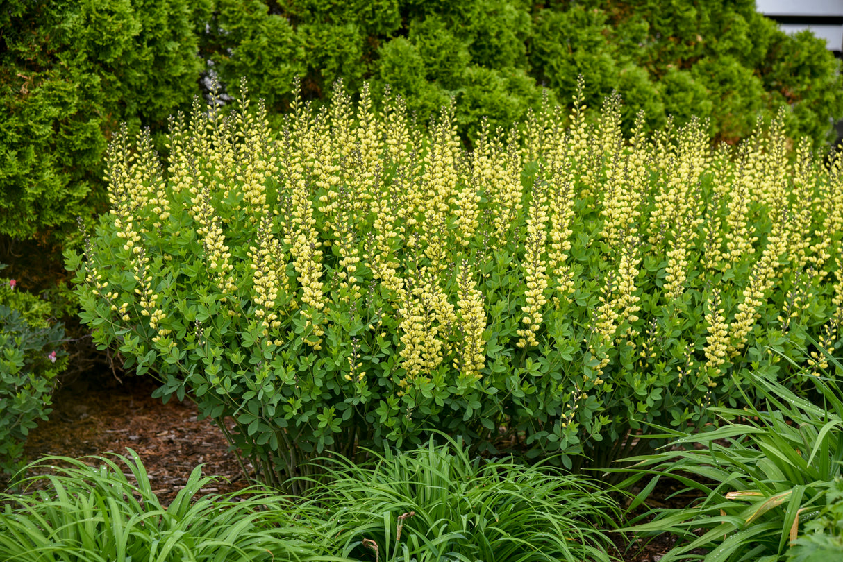 Decadence® Lemon Meringue False Indigo