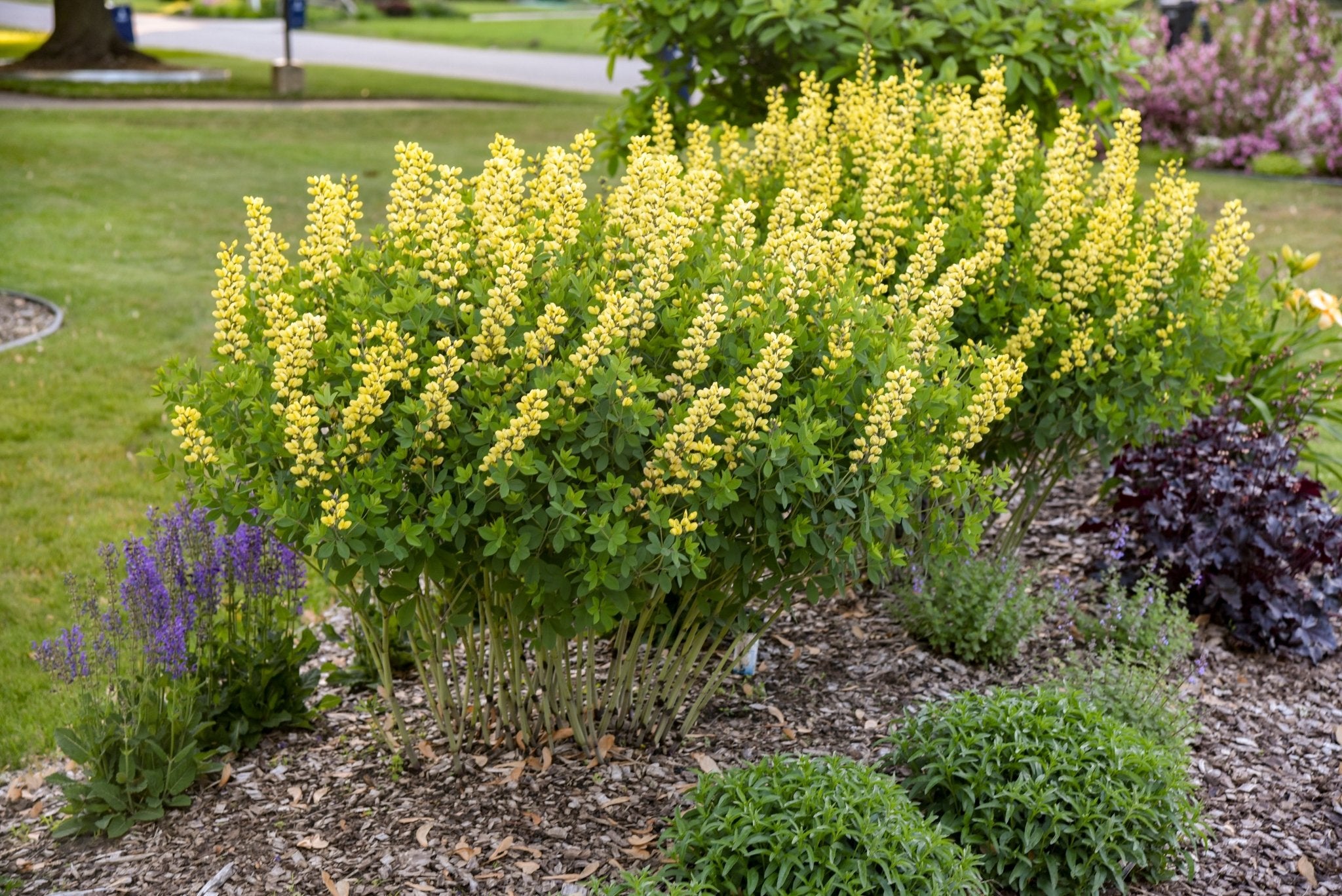Decadence 'Lemon Meringue' False Indigo (Baptisia) - Thumbnail 4