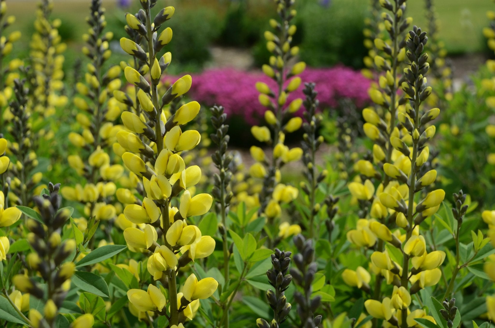 Decadence 'Lemon Meringue' False Indigo (Baptisia) - Thumbnail 3