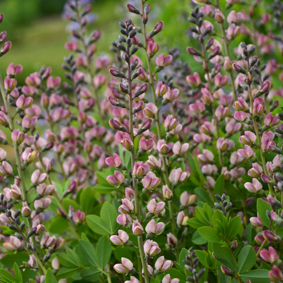 Decadence® Pink Truffles False Indigo