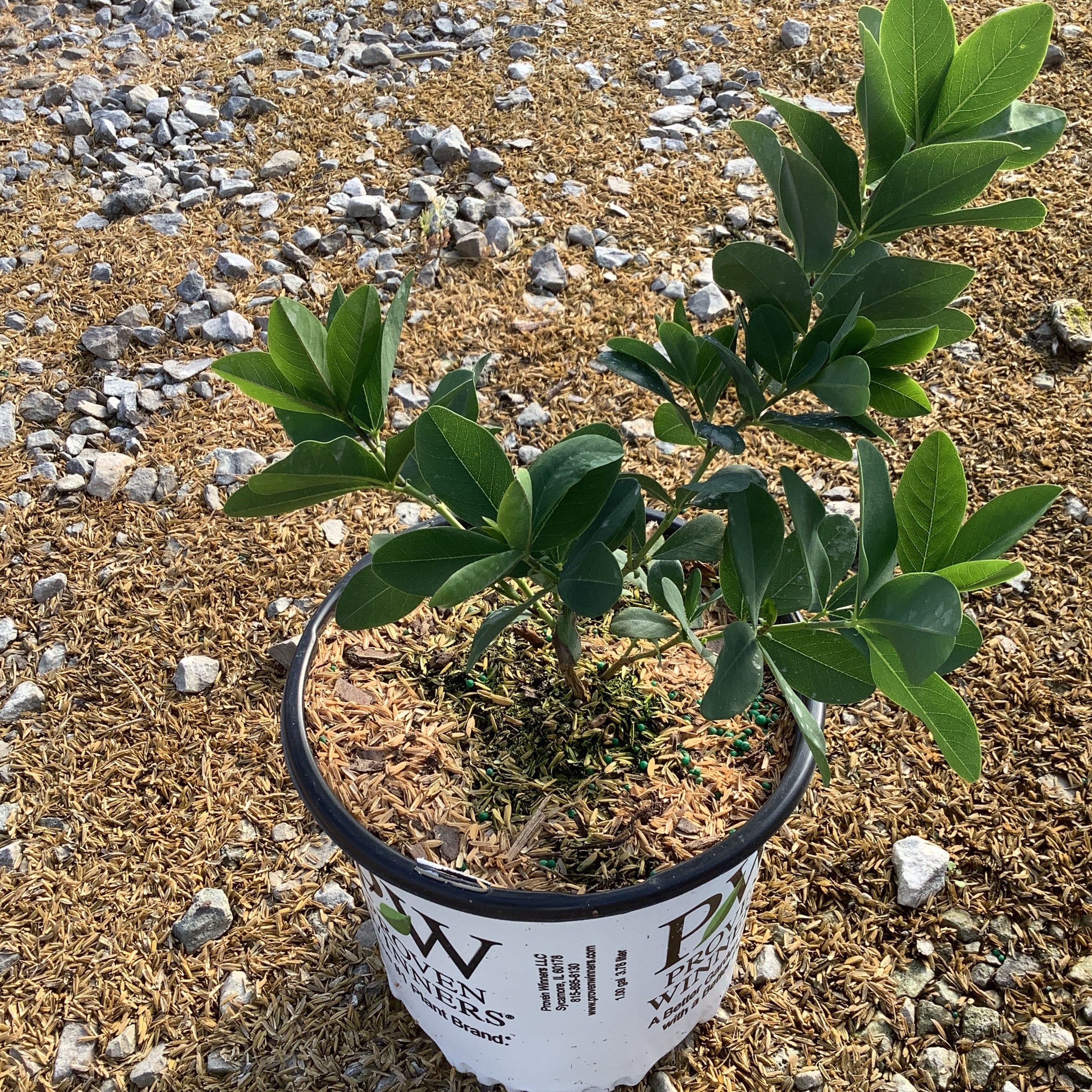 Decadence® Pink Truffles False Indigo