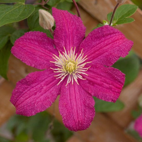 Barbara Harrington Clematis