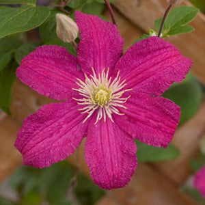 Barbara Harrington Clematis