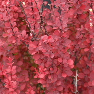 Close-up of yellow berberis flowers on Orange Rocket Barberry blooming in late spring.