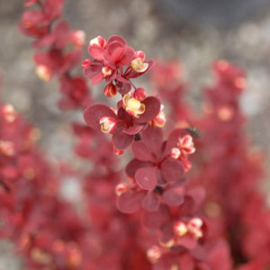 Deciduous foliage of Orange Rocket Barberry (Berberis thunbergii 'Orange Rocket') in a garden setting.