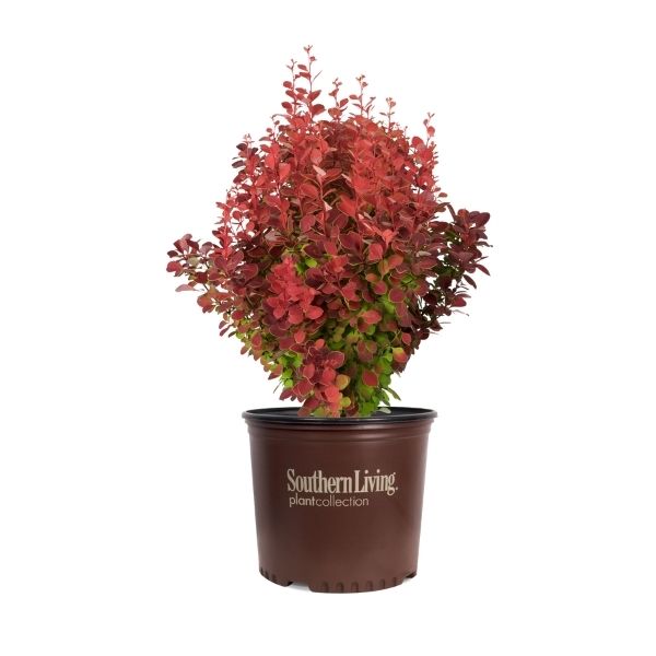 Orange Rocket Barberry (Berberis thunbergii 'Orange Rocket') growing in a garden landscape, showing mature shrub form.