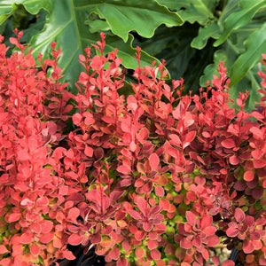 Orange Rocket Barberry (Berberis thunbergii 'Orange Rocket'), a shrub featuring yellow flowers and deciduous.