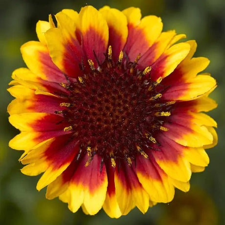 Barbican™ Yellow Red Ring Blanket Flower - Perennial - Nature Hills Nursery - 1 Container - 