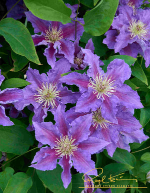 Baroness Fookes™ Clematis (Clematis 'EviGsy156') foliage and growth habit in the landscape.