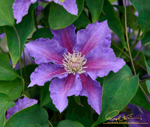 Baroness Fookes™ Clematis (Clematis 'EviGsy156'), a perennial featuring climbing, dense form.