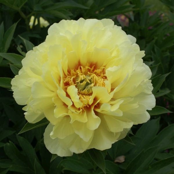 Bartzella Itoh Peony (Paeonia x 'Bartzella'), a perennial featuring red, yellow flowers and perennial.