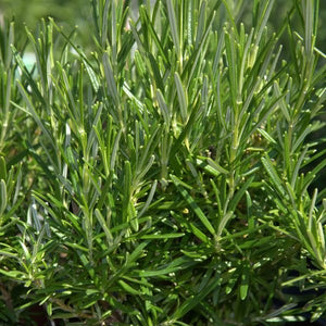 Basil, Oregano, and Rosemary 3 Pack - Nature Hills Nursery - 3 Pint Pack - 
