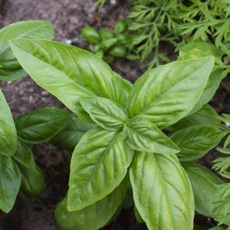 Basil, Rosemary, and Sage 3 Herb Pack - Nature Hills Nursery - 3 Pint Pack - 