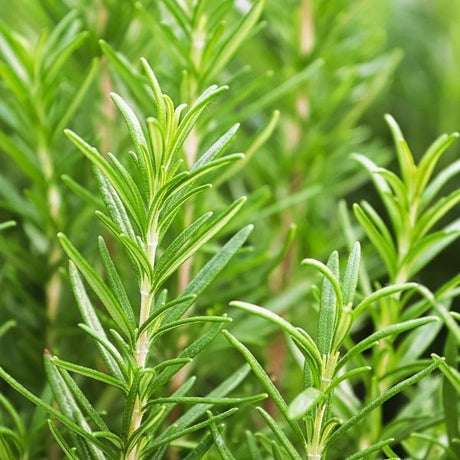Basil, Rosemary, and Sage 3 Herb Pack - Nature Hills Nursery - 3 Pint Pack - 