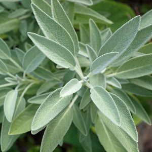 Basil, Rosemary, and Sage 3 Herb Pack - Nature Hills Nursery - 3 Pint Pack - 