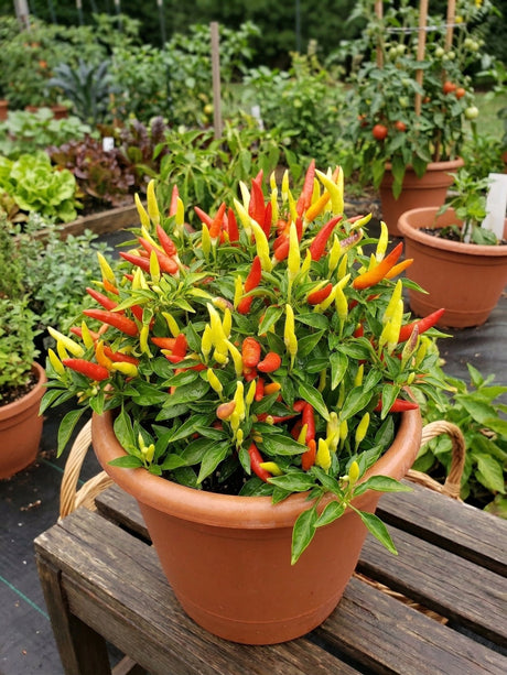 Basket of Fire Pepper plant covered in colorful yellow, orange, and red upright chili peppers growing in a terracotta container.