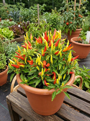 Basket of Fire Pepper Plant