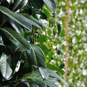 Bay Laurel - Nature Hills Nursery - #1 Container - 
