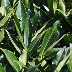 Bay Laurel - Nature Hills Nursery - #1 Container - 