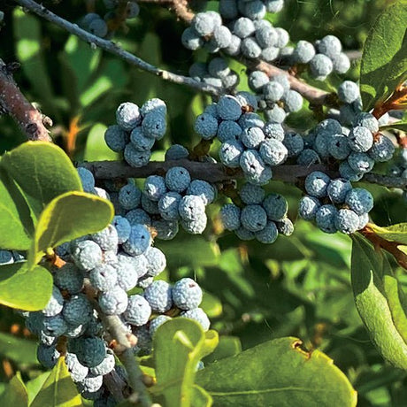 Deciduous foliage of Northern Bayberry (Myrica pensylvanica) in a garden setting.