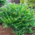 Bayou Bliss&reg; Distylium - Nature Hills Nursery - #3 Container - 