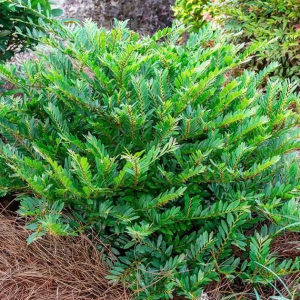 Bayou Bliss&reg; Distylium - Nature Hills Nursery - #3 Container - 