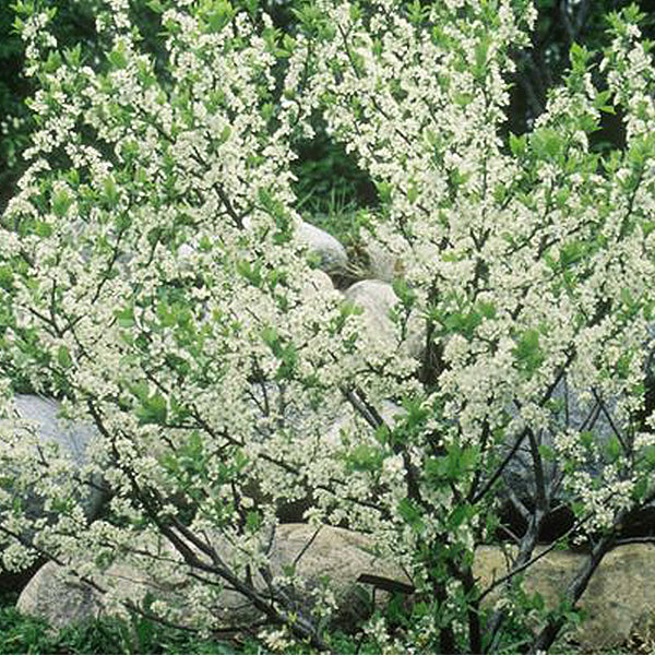 Beach Plum Tree