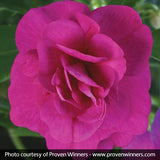 Rockapulco&reg; Purple Double Impatiens
