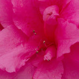 Evermore Hot Pink Azalea