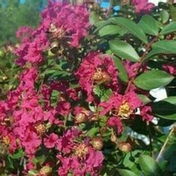 Sacramento Weeping Crape Myrtle