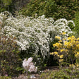 Renaissance Spirea