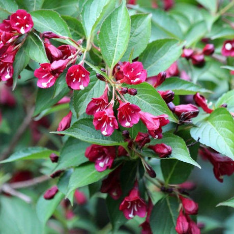 Proven Winners&reg; Color Choice&reg; Snippet&reg; Dark Pink Weigela