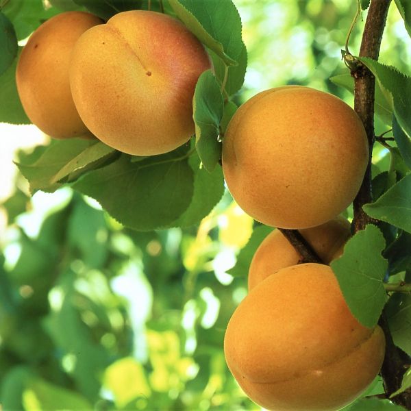 Golden Sweet Apricot Tree