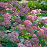 Proven Winner&reg; Color Choice&reg; Invincibelle&reg; Spirit Hydrangea