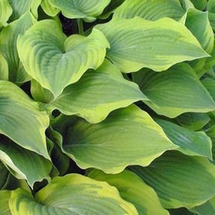 Satisfaction Hosta