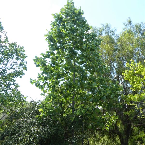 Tulip Poplar