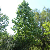 Tulip Poplar