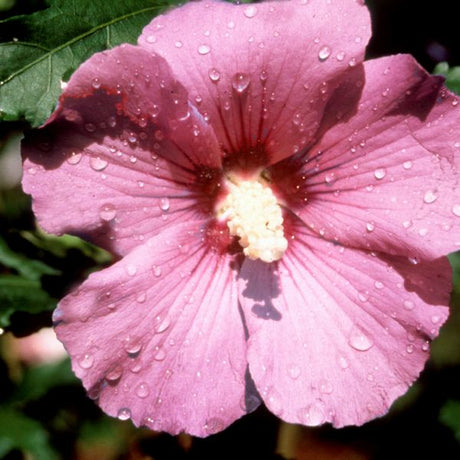 Woodbridge Rose of Sharon