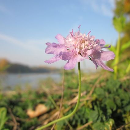 Pink Mist Scabiosa