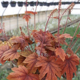 Sweet Tea Heucherella