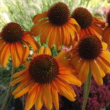 Tiki Torch Coneflower