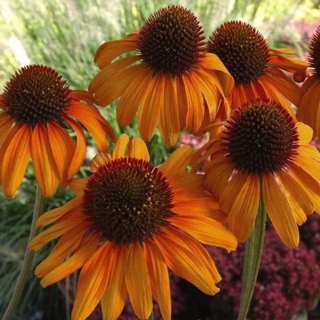 Tiki Torch Coneflower