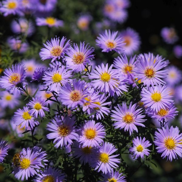 KICKIN&reg; Aster Lilac Blue