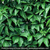 Red Wall&reg; Virginia Creeper