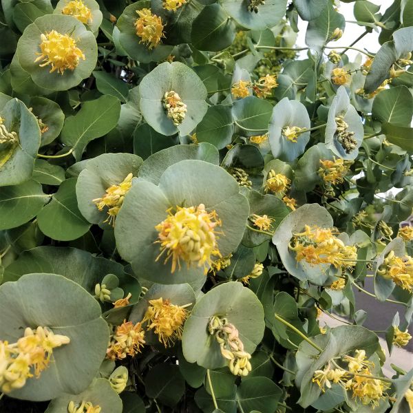 Honeysuckle Kintzley's Ghost&reg; Vine