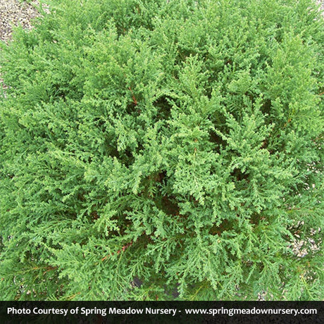 Fuzzball&trade; Siberian Carpet Cypress