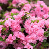 Bloom-A-Thon&reg; Pink Double Reblooming Azalea