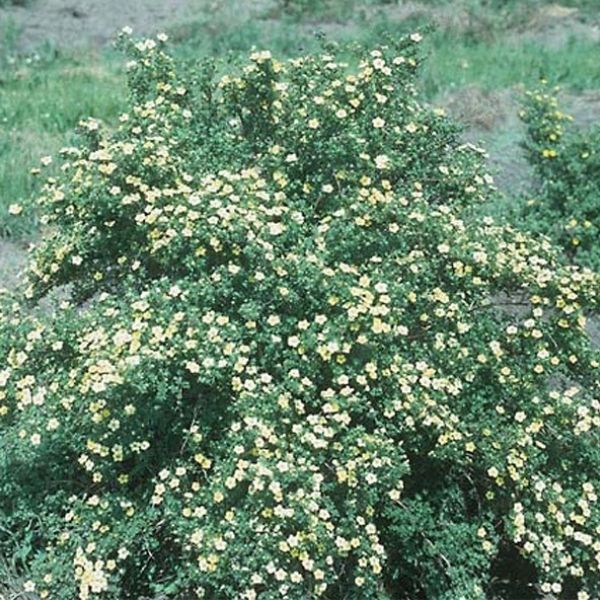 Potentilla Primrose Beauty